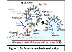 Nafamostat for treatment of COVID-19